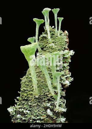 Cup lichen (Cladonia pyxidata) growing on a rotten branch, North Rhine-Westphalia, Germany Stock Photo