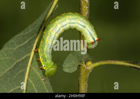 Coxcomb prominent (Ptilodon capucina) caterpillar on auric willow (Salix aurita), Baden-Wuerttemberg, Germany Stock Photo