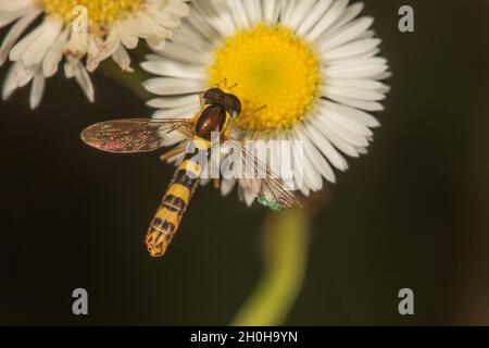 Long hoverfly (Sphaerophoria scripta), long-bellied hoverfly, male on daisy fleabane (Erigeron annuus), Baden-Wuerttemberg, Germany Stock Photo