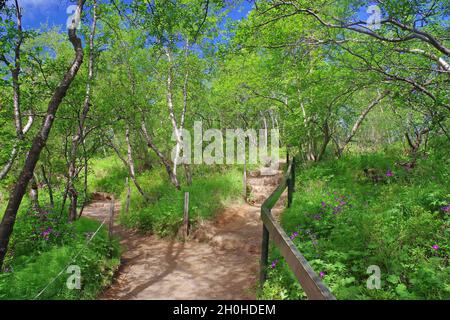 Path leads through a small birch grove, fresh green, Asbyrgi, Joekulsargljufur National Park, Scandinavia, Iceland Stock Photo
