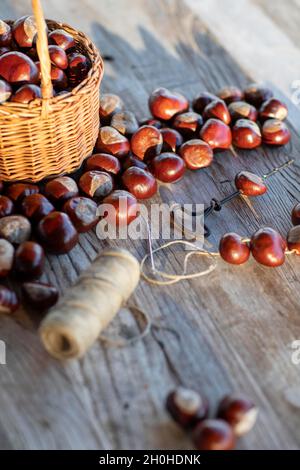 Chestnut string with seeds of the common sweet buckeye (Aesculus flava) in front of basket with collected chestnuts on craft table with drill, hemp Stock Photo