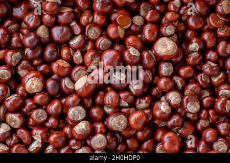 Chestnuts, seeds of the common sweet buckeye (Aesculus flava) image-filling Stock Photo