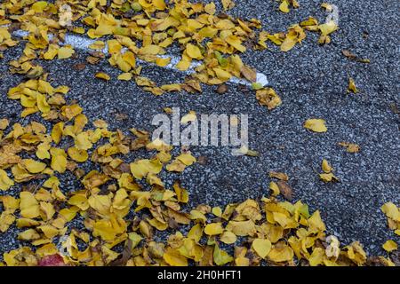 Bright yellow and brown fall leaves on a dark, wet asphalt surface, horizontal aspect Stock Photo