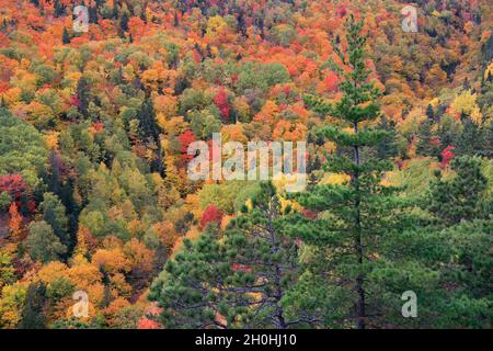 Aerial colorful autumn color leaf in Charlevoix, Le Massif, Canada day Stock Photo