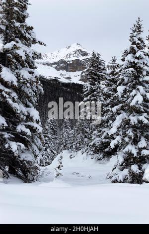 Snow covered trees in the middle of winter, with mountain peaks in background - from the Canadian Rocky Mountains of Nordegg Alberta Canada Stock Photo