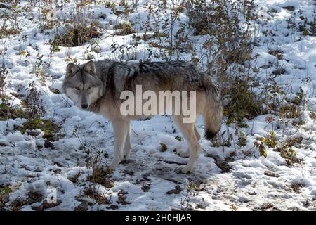 Beautiful wolf dog standing in snow at wolfdog sanctuary Stock Photo