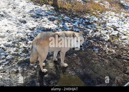 Beautiful wolf dog standing in snow at sanctuary Stock Photo