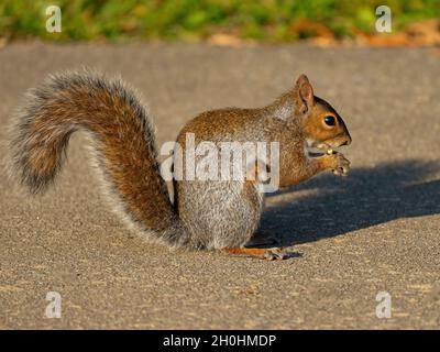 Eastern Gray Squirrel Eating a Nut Stock Photo