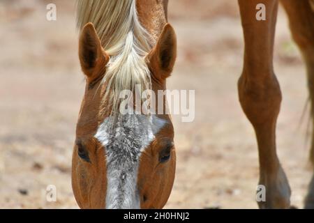 Wild palomino horse (Equus ferus) also known as a Brumby in Australia, roaming free in the Outback of Northern Territory, Australia. Stock Photo
