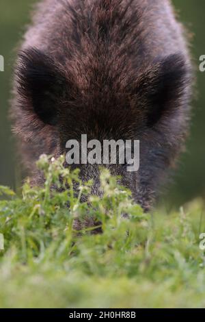 Wild boar closeup nose on the ground Stock Photo