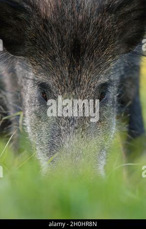 Wild boar portrait, nose to the ground Stock Photo