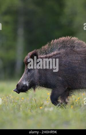 Wild boar portrait Stock Photo