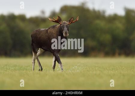 Bull moose walking in the rain. Moose bull in the rain. Stock Photo