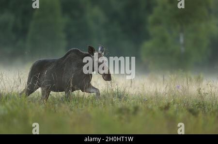 Moose walking in a meadow landscape Stock Photo