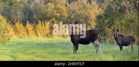 Moose cow with calf Stock Photo