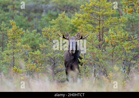Moose in the bog with forest background Stock Photo