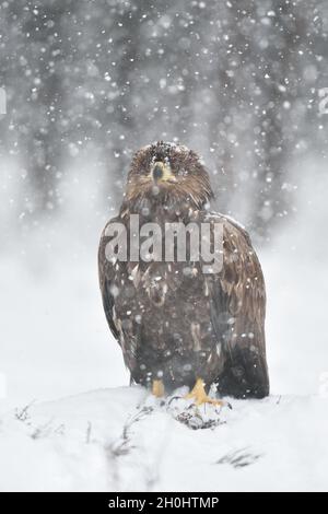 Eagle in snowfall Stock Photo