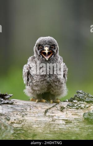 Great grey owl chick in forest calling Stock Photo