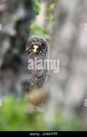 Great grey owl chick in forest Stock Photo