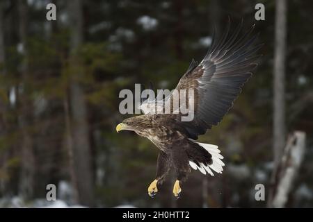 eagle in flight at winter with forest background Stock Photo
