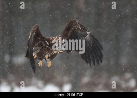 Eagle flight in snowfall Stock Photo