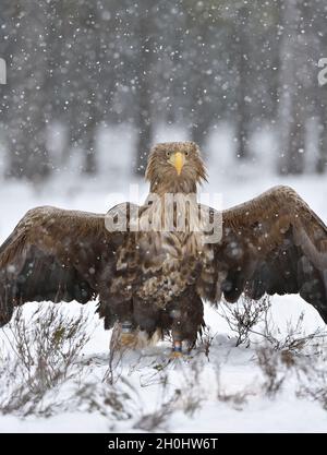 white-tailed eagle wings open in winter Stock Photo