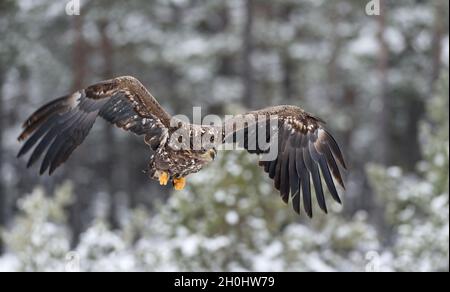 white-tailed eagle flying Stock Photo