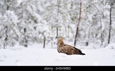 White-tailed eagle on snow in the bog Stock Photo