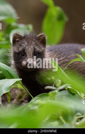 Raccoon dog pup in forest. Baby raccoon dog. Young animal. Baby animal. Stock Photo