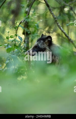 Raccoon dog sitting in forest behind bushes. Raccoon dog in forest. Stock Photo