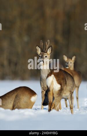 Group of roe deer and buck in the forest Stock Photo - Alamy