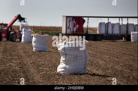Potatoes in sack in field in front of tractor and machinery working in background Stock Photo