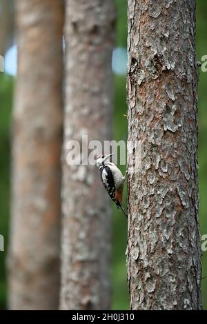 Great woodpecker in forest, trees in a background Stock Photo