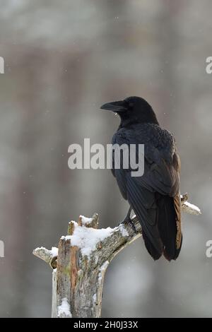 Raven (Corvus corax) on tree at snowfall. Winter. Stock Photo