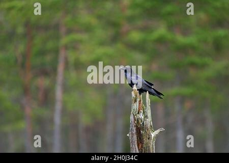 common raven on tree trunk with forest background Stock Photo
