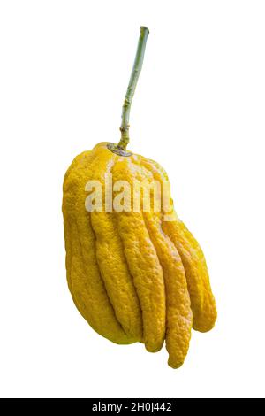 Citrus medica var. sarcodactylus, Fingered citron of Buddha's Hand, fruit is fragrant for perfume isolated on white background with clipping path. Stock Photo