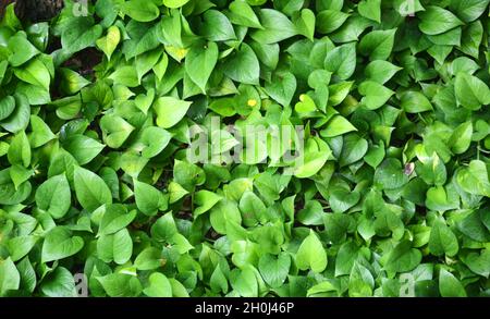 bunch of green leaves Stock Photo
