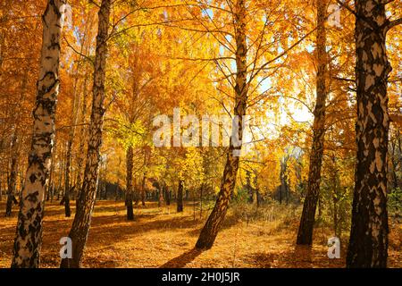 Colorful broadleaf foliage in the autumn forest. Long shadows from trees. Stock Photo
