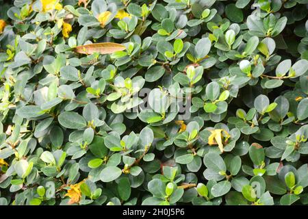 bunch of green leaves Stock Photo