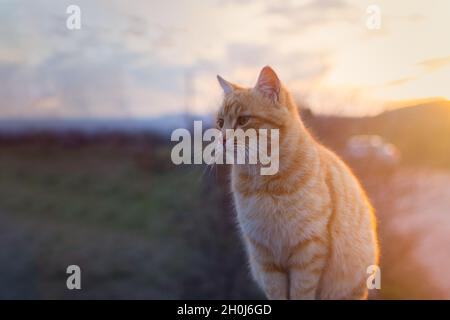 An orange cat sits on a fence at sunset. A red-haired tabby kitten has closed its eyes and is enjoying the warm rays of the sun. The concept of summer Stock Photo