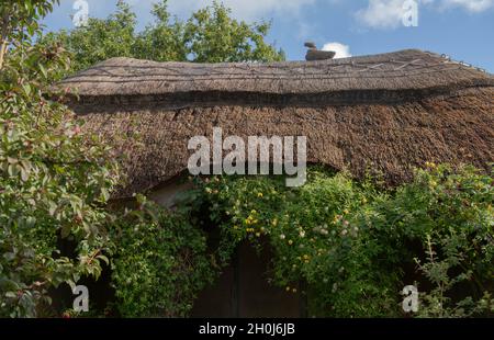 Traditional English Thatched Roof on a Summerhouse in a Country Cottage Garden with a Bright Blue Sky Background in Rural Devon, England, UK Stock Photo