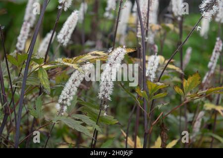 White Flower Heads and Purple Stems on a Baneberry Plant (Actaea simplex 'Atropurpureum Group') Growing in a Herbaceous Border in a Garden Stock Photo