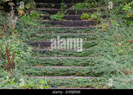 Cotoneaster horizontalis growing across concrete steps Stock Photo