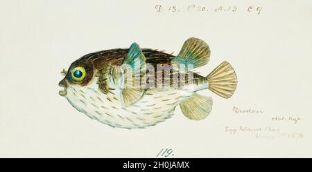 Frank Edward Clarke vintage fish illustration - Diodon Stock Photo