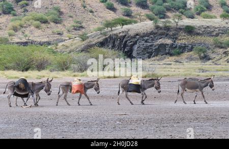 A caravan of donkeys being used to transport fresh water, traveling across the dried up shores of Lake Magadi, Kenya. Lake Magadi is a saline, alkalin Stock Photo