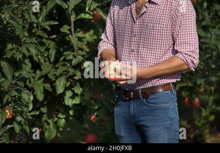 Close up of farmer's hands peeling apple in orchard Stock Photo