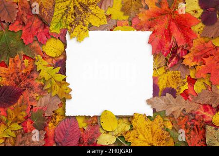 Blank square paper surrounded by autumn colorful leaves. Autumn greeting card.  Leaves background with paper card