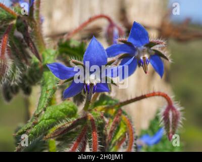 Blue Borage blossoms with buds. Borago officinalis or starflower is flowering plant of the Boraginaceae family. Wild flowers are also grown in gardens Stock Photo