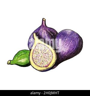 Figs pencil hand drawing, isolated, white background. Vector illustration Stock Vector