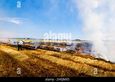 Fire burns in rice field in Hoi An, Vietnam. with farmer working. Stock Photo